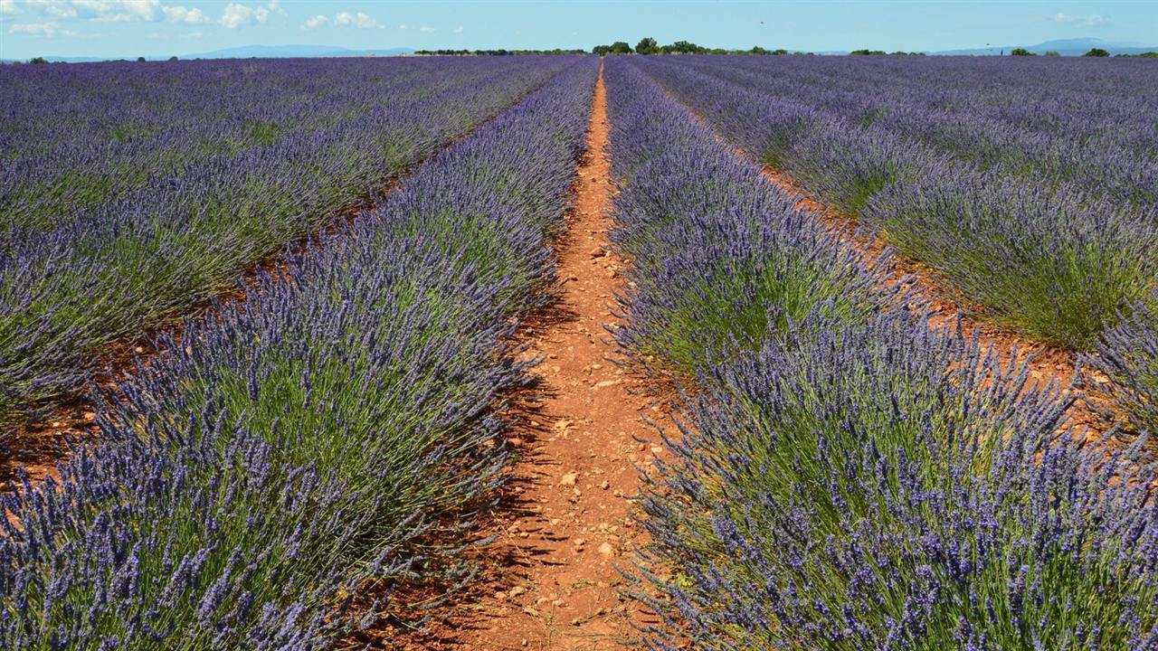 Rangs de lavande à perte de vue sur le plateau de Valensole