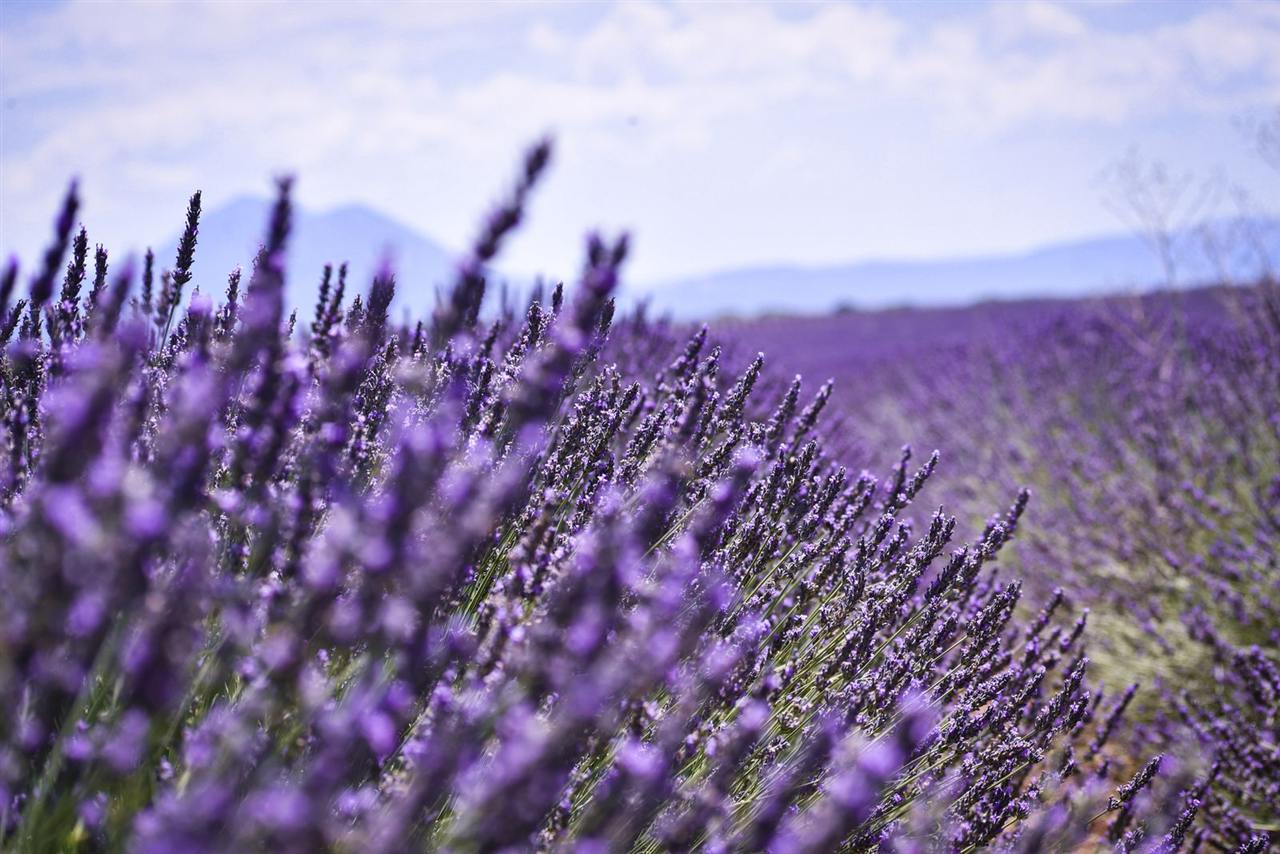 Champ de lavande en fleurs sur le plateau de Valensole, en Provence